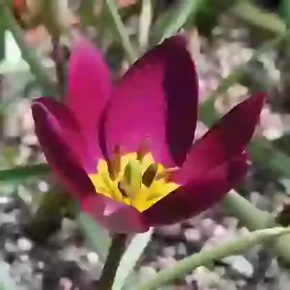Humillis Persian Pearl